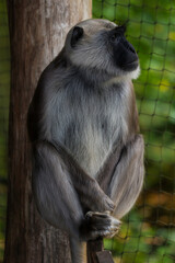 Hanuman langoer.(Semnopithecus entellus)