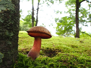 アメリカウラベニイロガワリのアップ