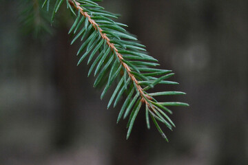 Macro Photography of Needle, Tree Forest Photo