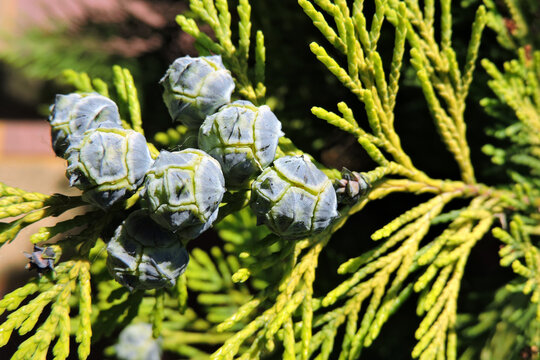 Some blue cones of gold thuja