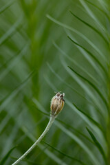 Abstract painterly green hues of fragrant rosemary herb plant with a bud in the middle with the stem coming from the left side