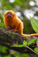 Golden lion monkey.(Leontopithecus rosalia)