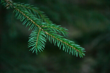 Young green sprouts conifer tree twig needles