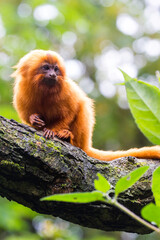 Golden lion monkey.(Leontopithecus rosalia)