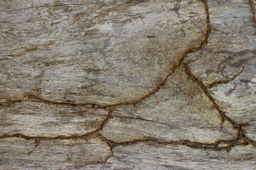 texture of the bark tree