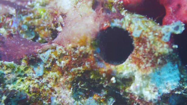 Blenny fish hiding on the reef in maldives