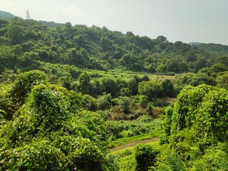 tea plantation in india