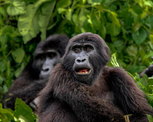 Mountain Gorilla in the wild, Africa