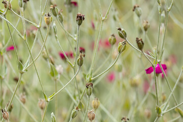 Abstract painterly natural flower and green garden soft palette of hues and gradients.