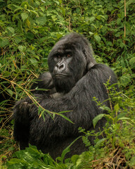 Mountain Gorilla in the wild, Africa © rmferreira