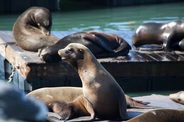 Fototapeta premium Sea Lions on a pier in San Francisco