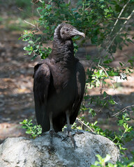 Black Vulture Stock Photos. Black Vulture close up standing on a rock displaying black fluffy feather plumage, head, eye, beak in its environment and habitat with a foliage background.. Picture. Image