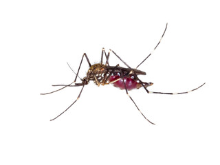 Mücke, Stechmücke, Asiatische Tiegermücke, Aedes albopictus (Stegomyia albopicta), Gelse – vollgesaugt mit Blut, Nahaufnahme freigestellt auf weißem Hintergrund