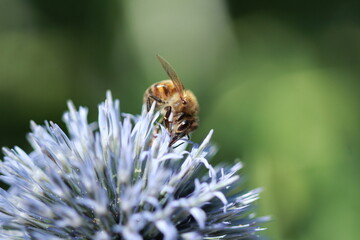 Abeille butinant un chardon bleu