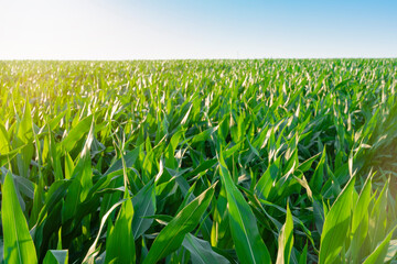Beautiful morning sunrise over the corn field