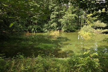 pond in the park