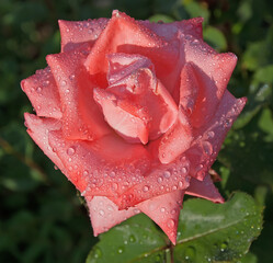 Beautiful scarlet rose