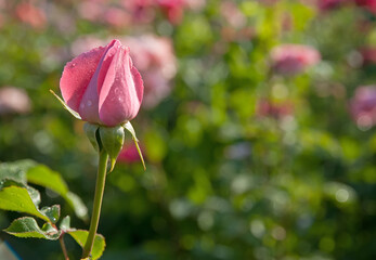 Tender pink rose bud