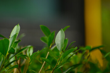 Green leaves
That is in the garden, beautiful, natural