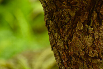 Obraz premium Wood and patterned Naturally beautiful