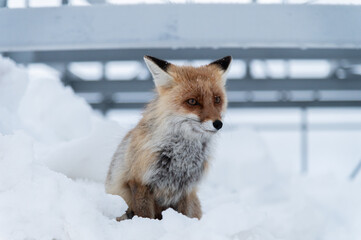 a close-up red fox sits in the snow against a backdrop of metallic structures. The concept of living wild foxes next to humans