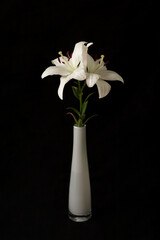 White Lily on a black background