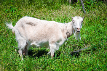 White domestic goats with collars graze in green grass in the summer in the countryside. The concept of domestic pastoralism in the summer season