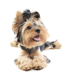 Yorkshire terrier lies isolated on white background