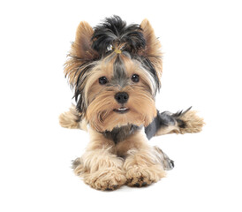 Yorkshire terrier lies isolated on white background