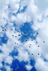 Malta 2005 : Some Bird Fry To Sky In Malta