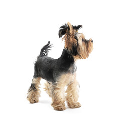 Beautiful Yorkshire terrier puppy standing on a white background
