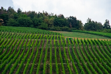 Fototapeta na wymiar Beautiful landscape of the green vineyard without people in Germany