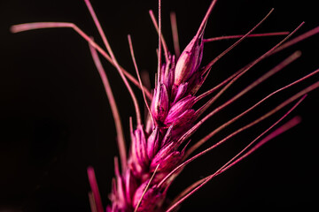 A piece of wheat that has been painted red