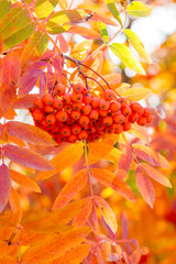 Autumn leaves and rowan berries