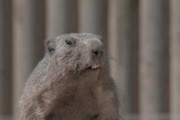 prairie dog looking at you