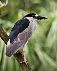 Black crowned Night-heron stock photos. Perched. Blur background. Looking to the right side. Side view.