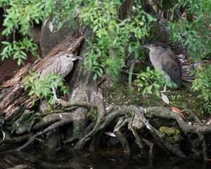Fototapeta premium Black Crowned Night Heron Bird Stock Photos. Image. Picture. Portrait. Adult and juvenile standing at the bottom of tree with moss and foliage.