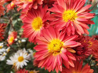 Red Chrysanthemum flowers growing on a Bush in the garden.