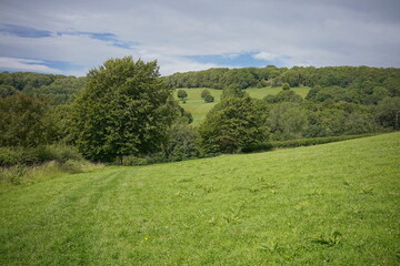 landscape with green grass and blue sky