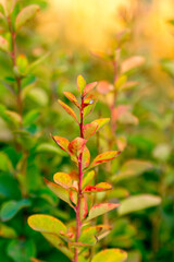 Autumn colorful leaves of the barberry tree