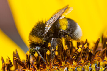 Closeup of a bumblebee collecting pollen from a sunflower.