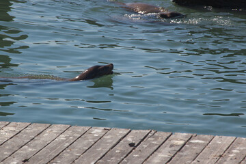 Obraz premium Sea Lion swimming in the ocean