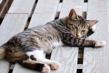 野良猫　愛媛県大洲市冨士山公園展望台にて