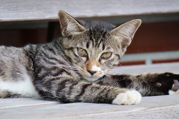 野良猫　愛媛県大洲市冨士山公園展望台にて
