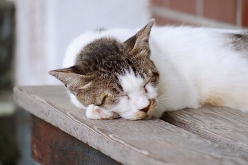 眠る野良猫　愛媛県大洲市冨士山公園展望台にて