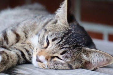 眠る野良猫　愛媛県大洲市冨士山公園展望台にて