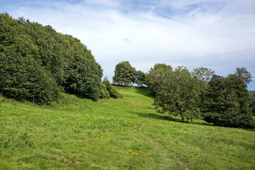 landscape with trees and blue sky
