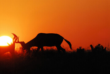 Africa- Hartebeest Antelope Fighting at Sunrise