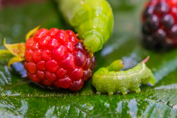 Two green caterpillars on a leaf and berries. Large and small caterpillars. Blackberries. Macro photo. Raspberry berries. Green leaf. The texture of caterpillars and berries. Close-up. Bokeh
