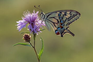 Wonderful butterfly Papilio machaon on the flower on a summer day	